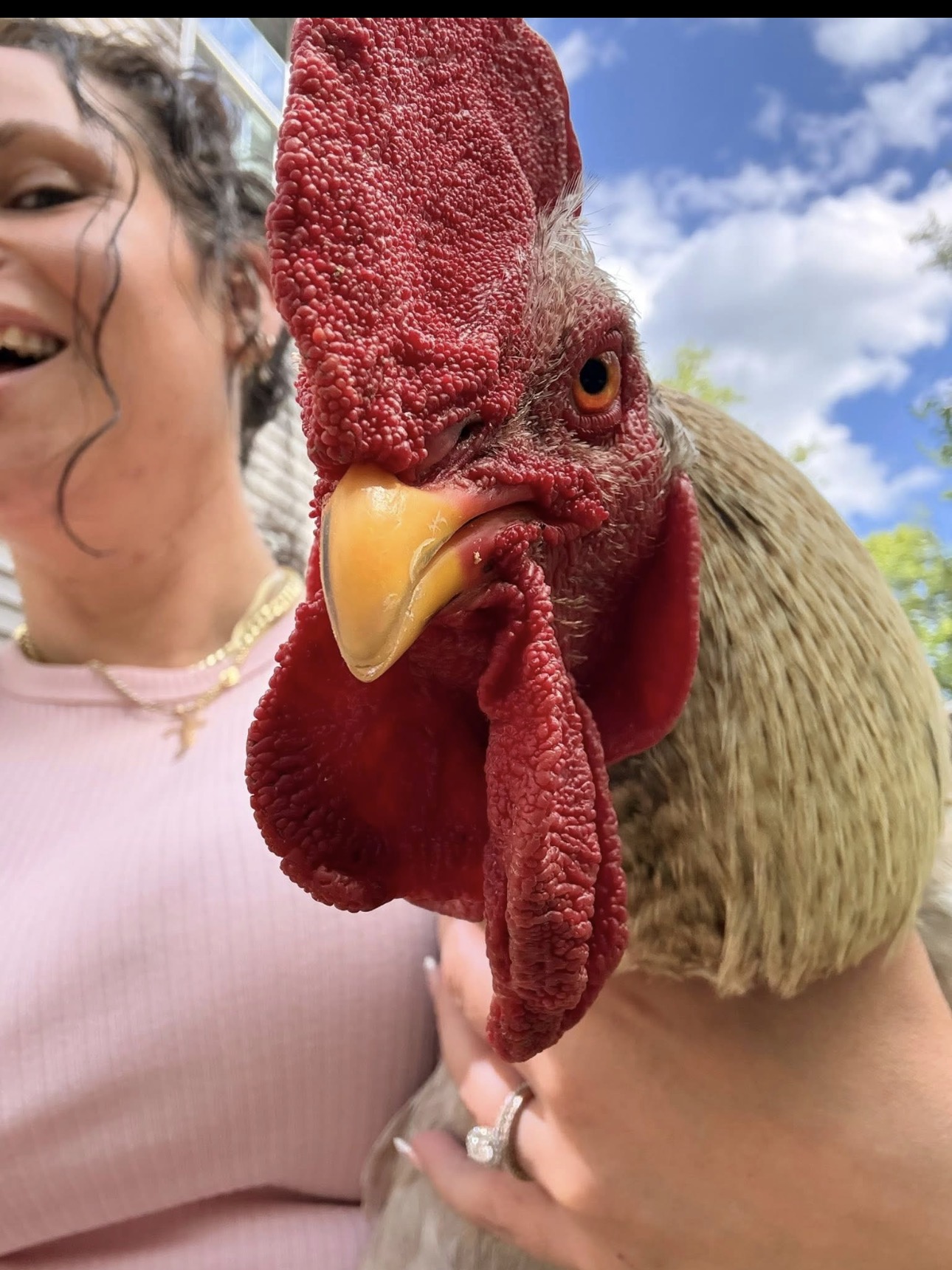 A rescued rooster being gently held at Meow or Never